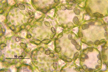 Mylia taylorii