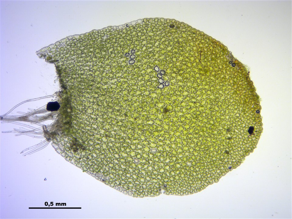 Mylia taylorii