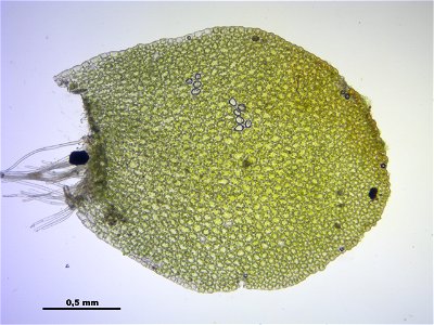 Mylia taylorii