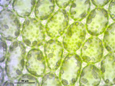 Mylia taylorii