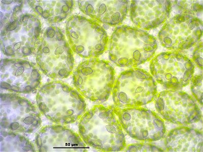 Mylia taylorii