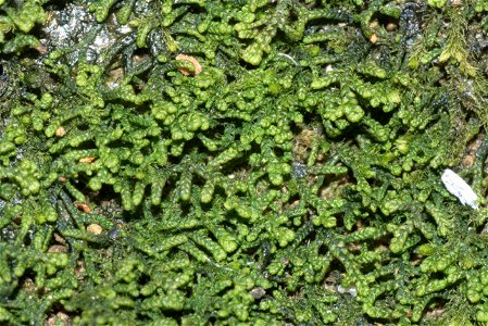 Lepidozia reptans