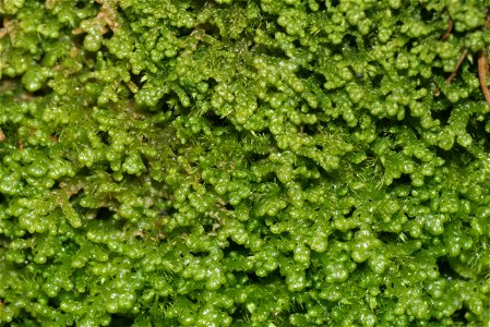 Lepidozia reptans