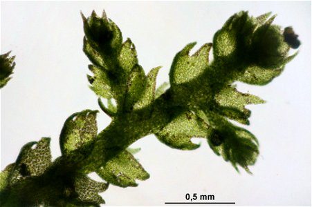 Lepidozia reptans