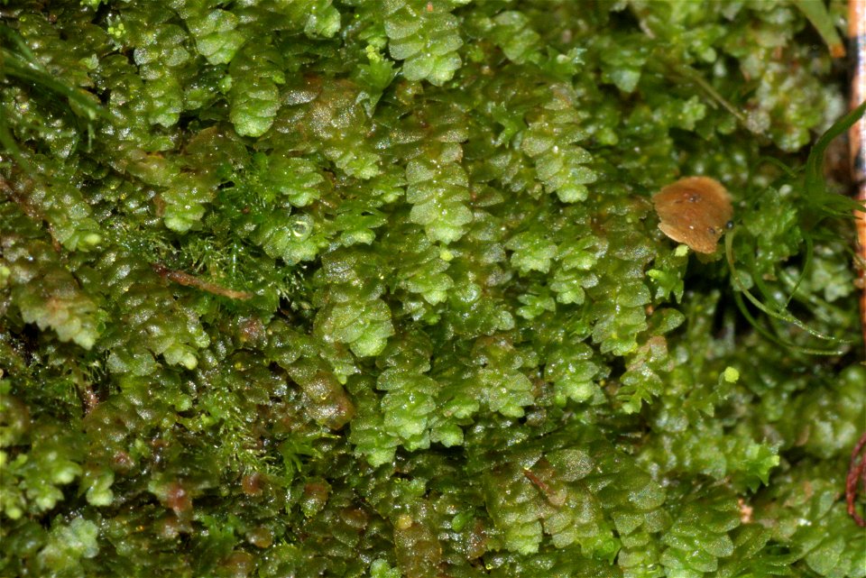 Calypogeia suecica