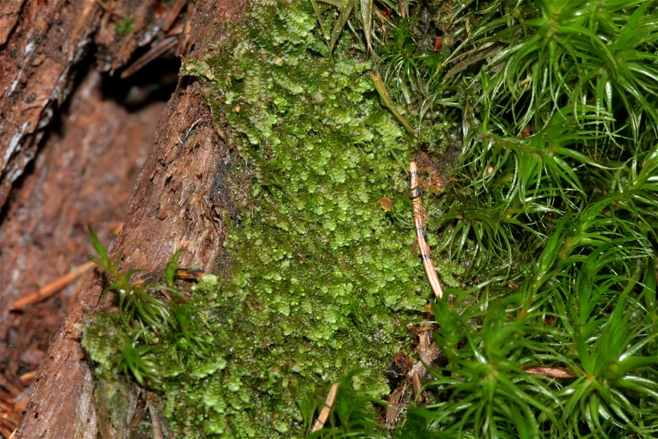 Calypogeia suecica