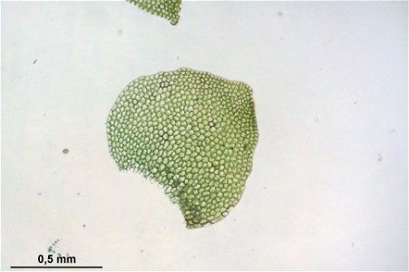 Calypogeia suecica