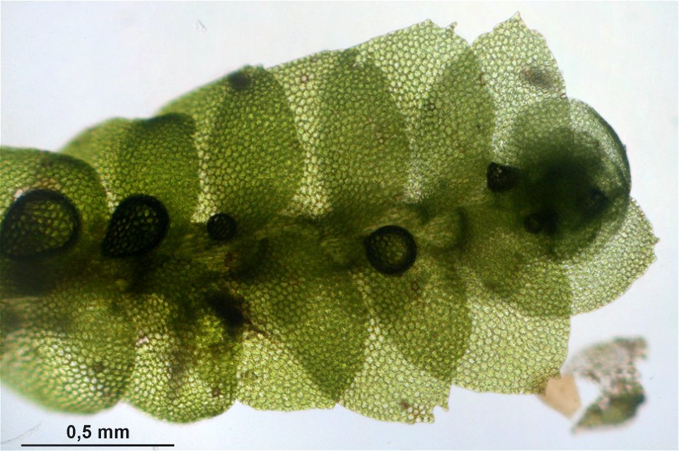 Calypogeia suecica