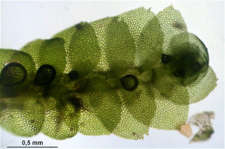 Calypogeia suecica