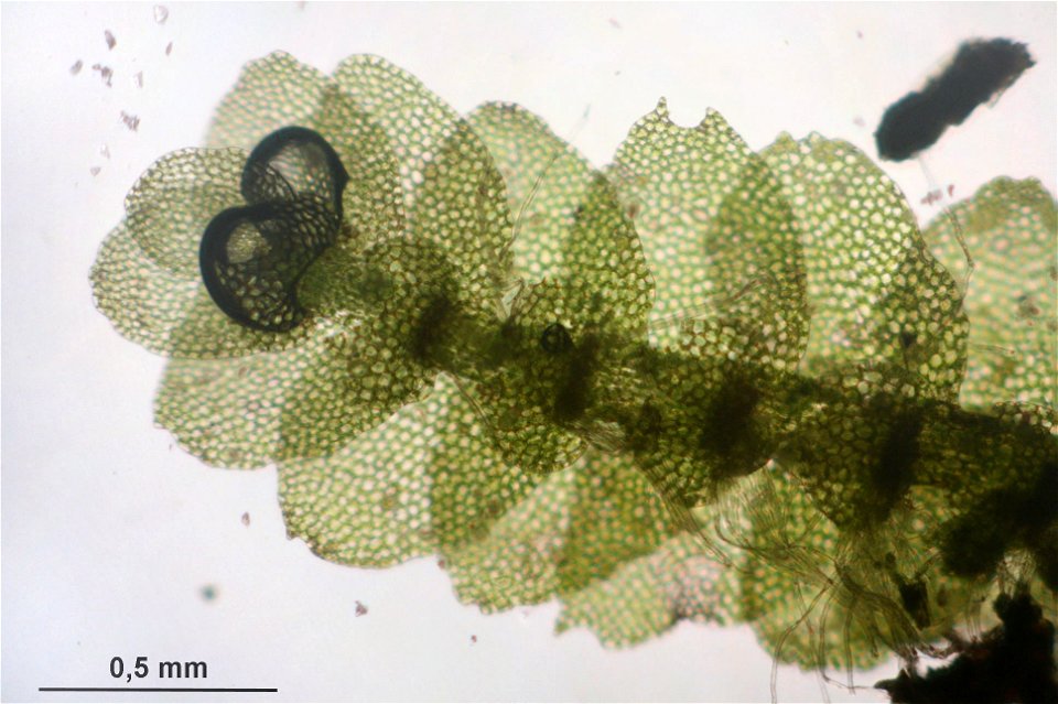 Calypogeia suecica