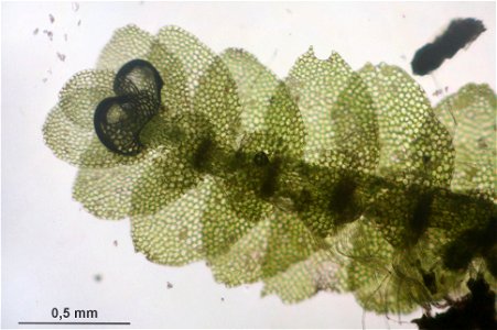 Calypogeia suecica