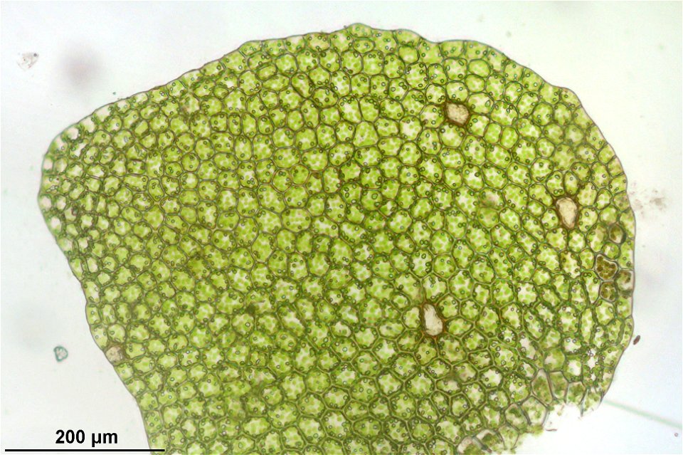 Calypogeia suecica