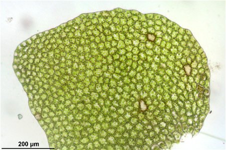 Calypogeia suecica
