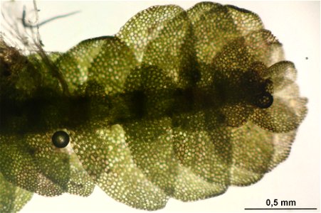 Calypogeia suecica