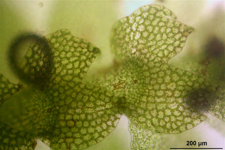 Calypogeia suecica