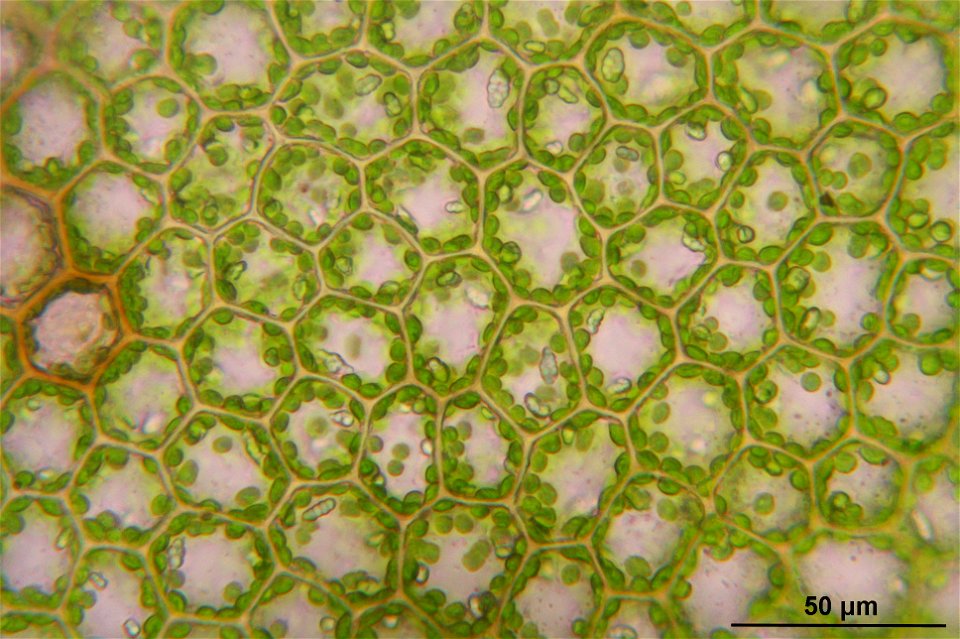 Calypogeia suecica