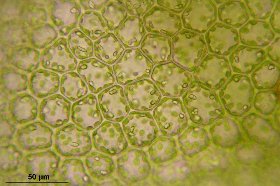 Calypogeia suecica