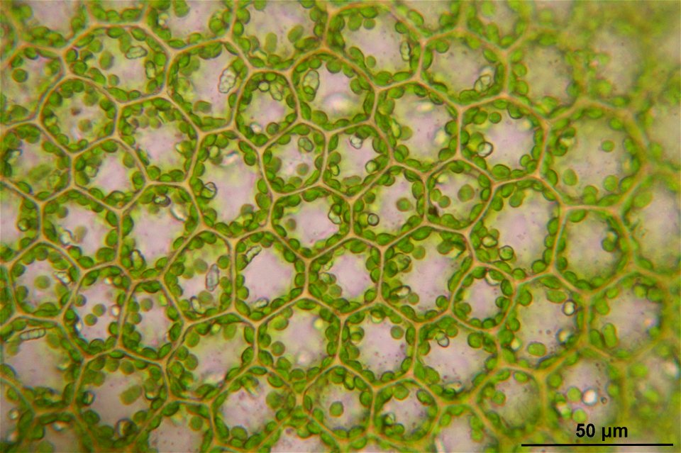Calypogeia suecica