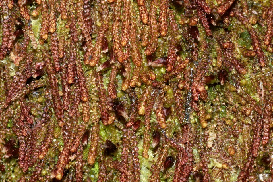 Nowellia curvifolia