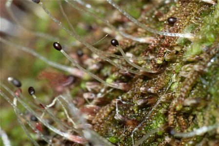 Nowellia curvifolia