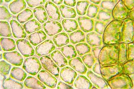 Nowellia curvifolia