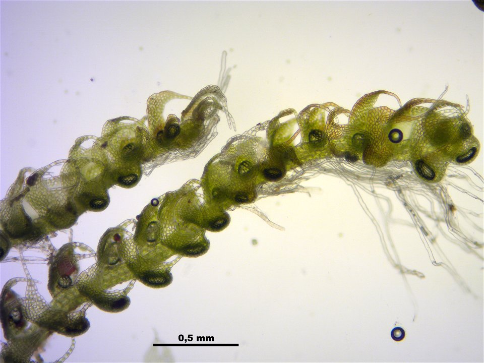 Nowellia curvifolia