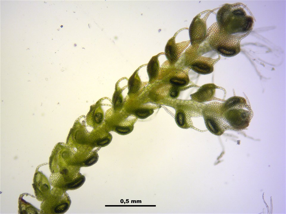 Nowellia curvifolia