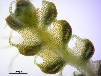 Nowellia curvifolia
