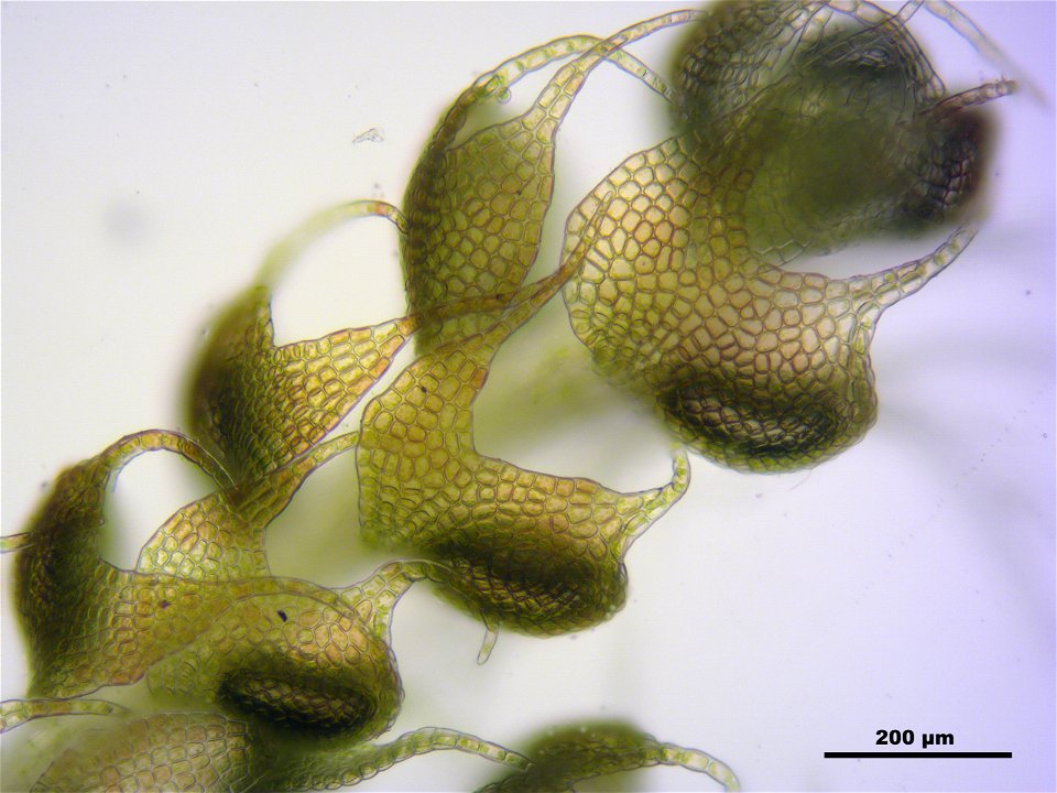 Nowellia curvifolia