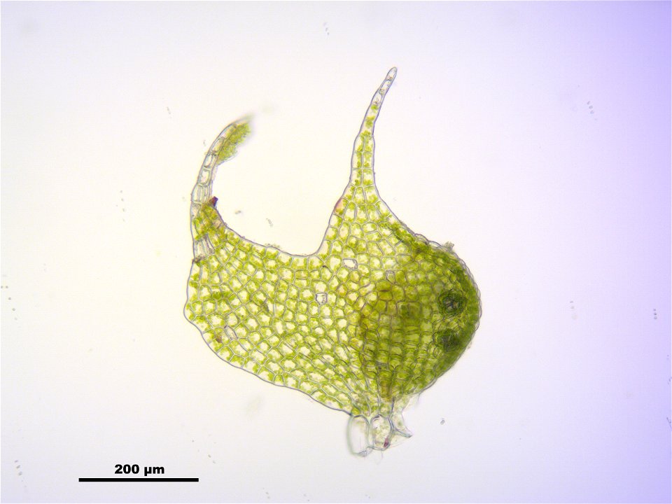 Nowellia curvifolia