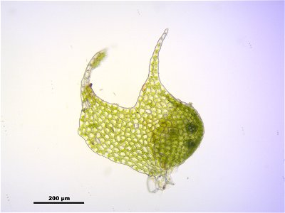 Nowellia curvifolia