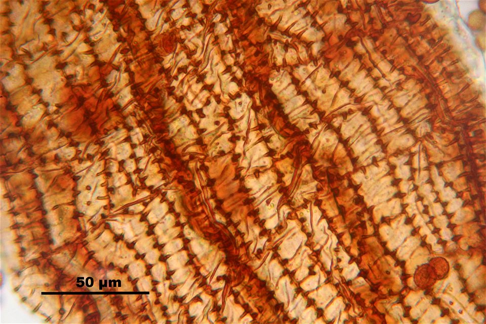 Nowellia curvifolia