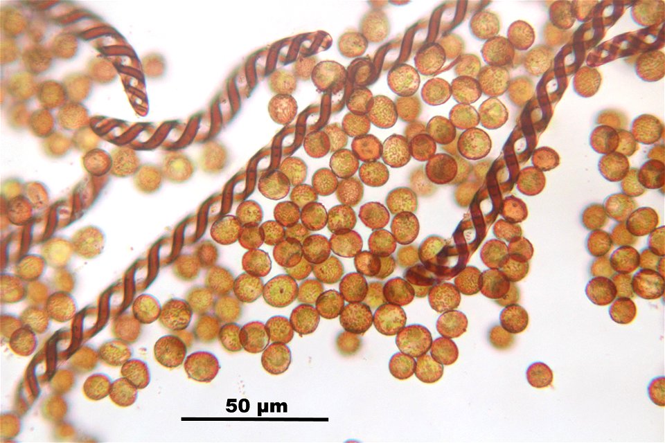 Nowellia curvifolia