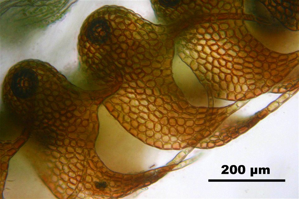Nowellia curvifolia