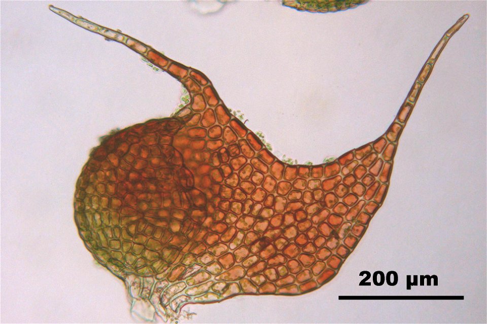 Nowellia curvifolia