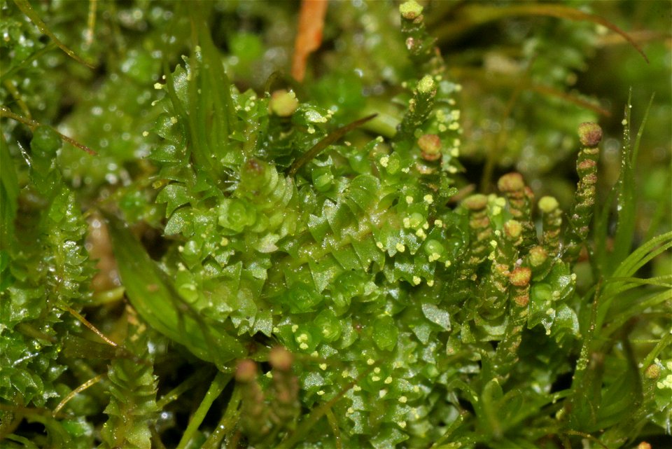 Barbilophozia attenuata