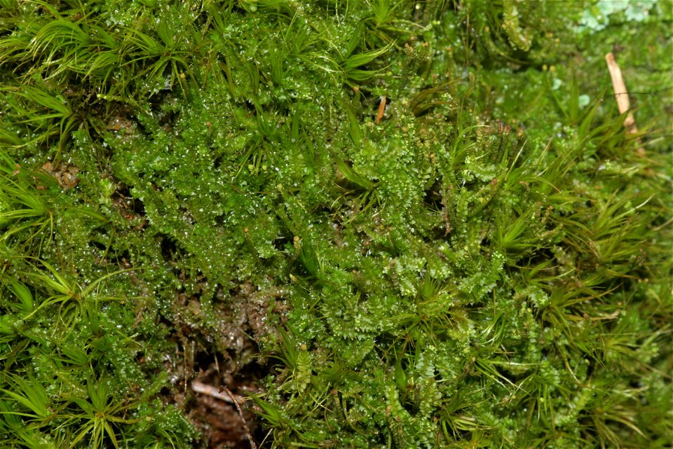 Barbilophozia attenuata