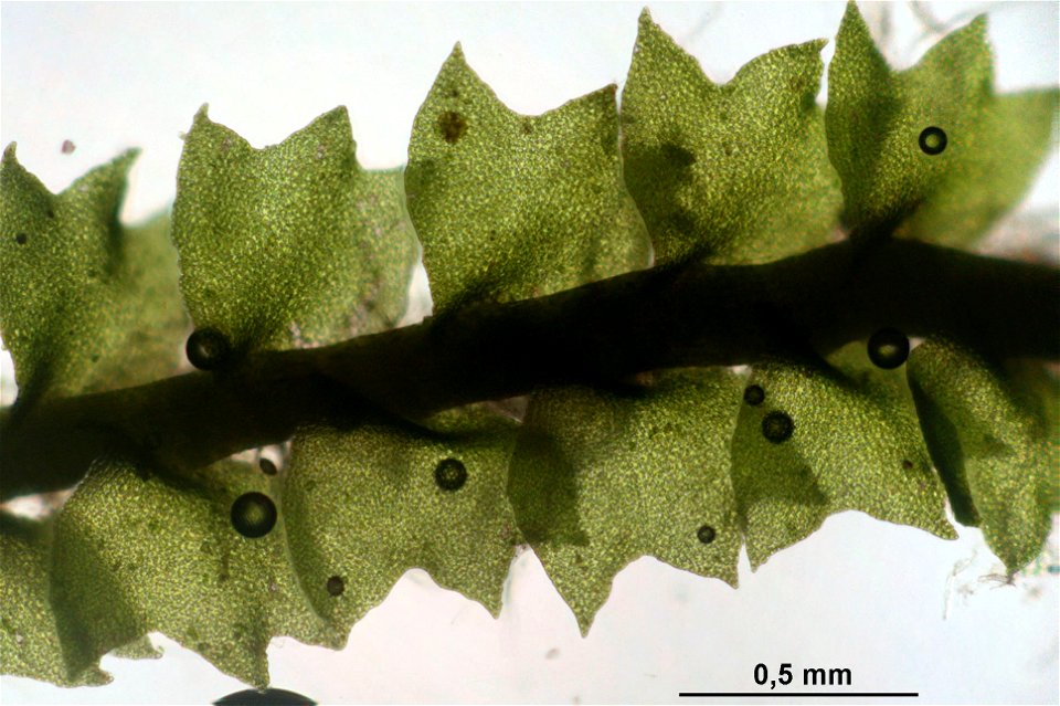 Barbilophozia attenuata