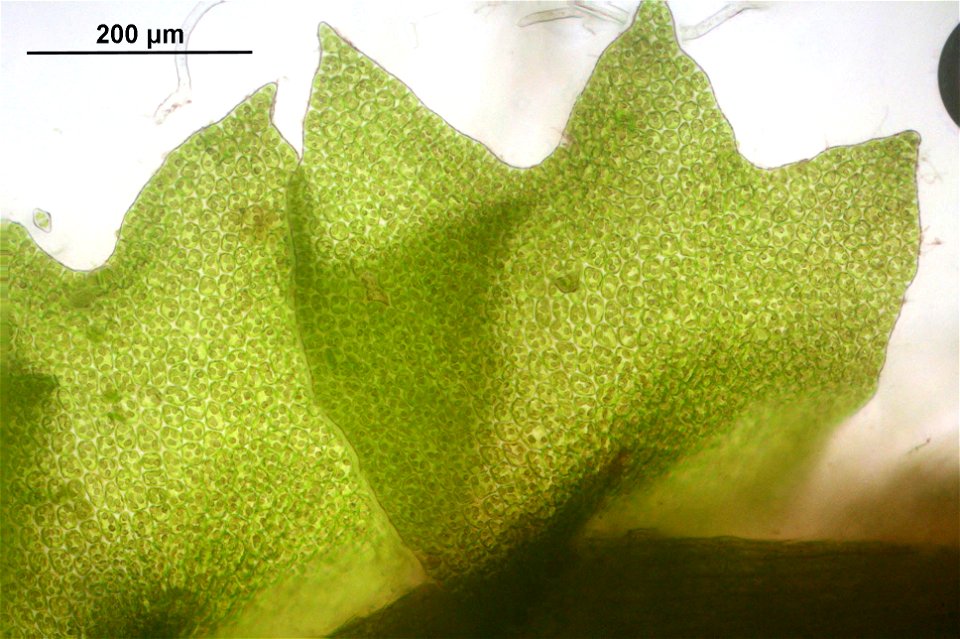 Barbilophozia attenuata