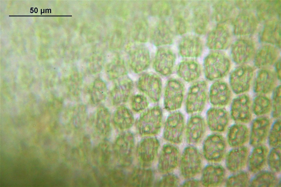 Barbilophozia attenuata