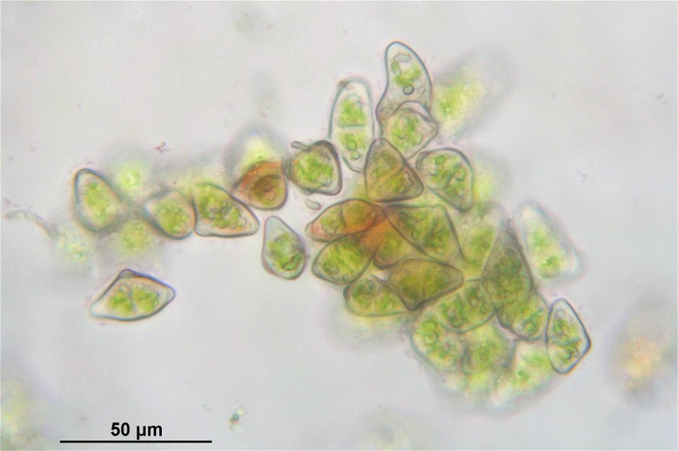 Barbilophozia attenuata