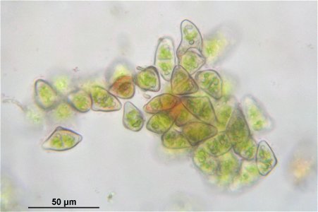 Barbilophozia attenuata