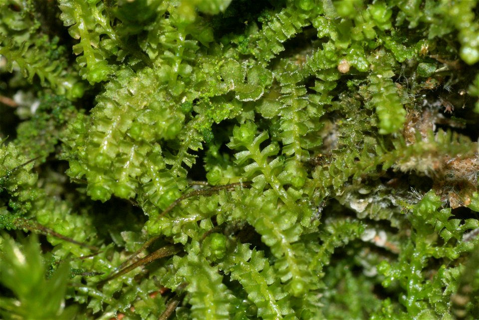 Barbilophozia attenuata