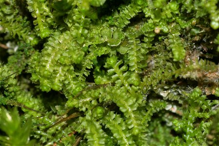 Barbilophozia attenuata
