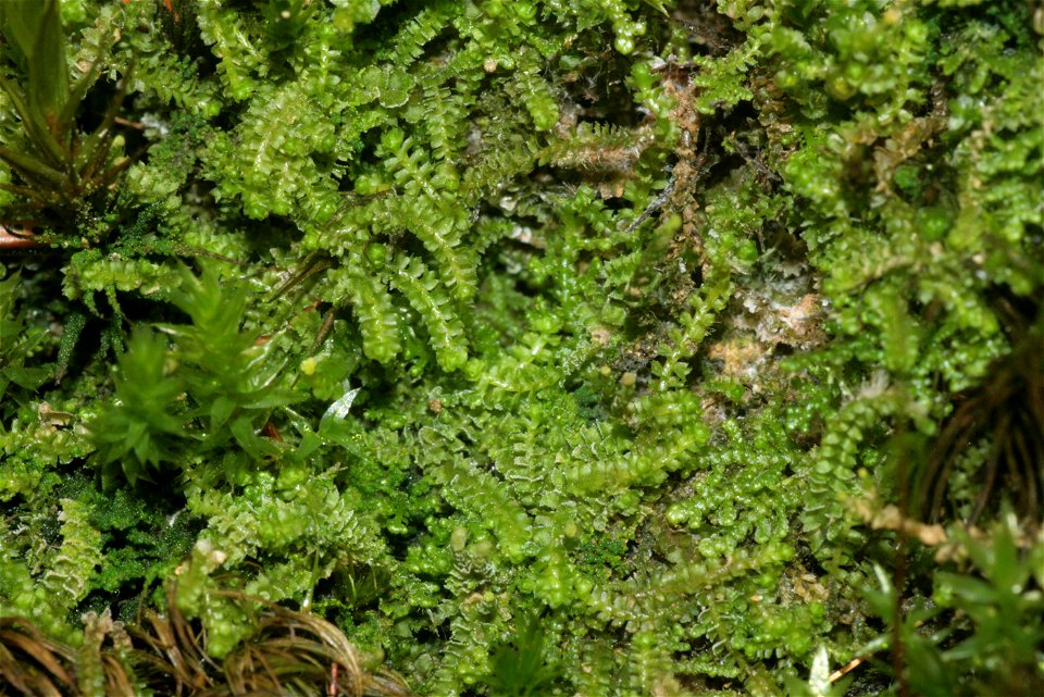 Barbilophozia attenuata