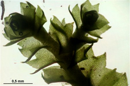 Barbilophozia attenuata