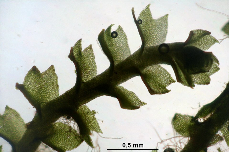 Barbilophozia attenuata