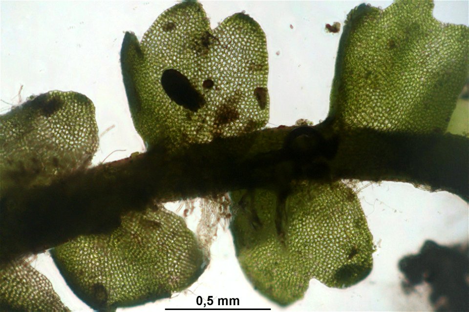 Barbilophozia attenuata