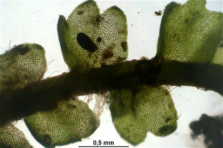 Barbilophozia attenuata