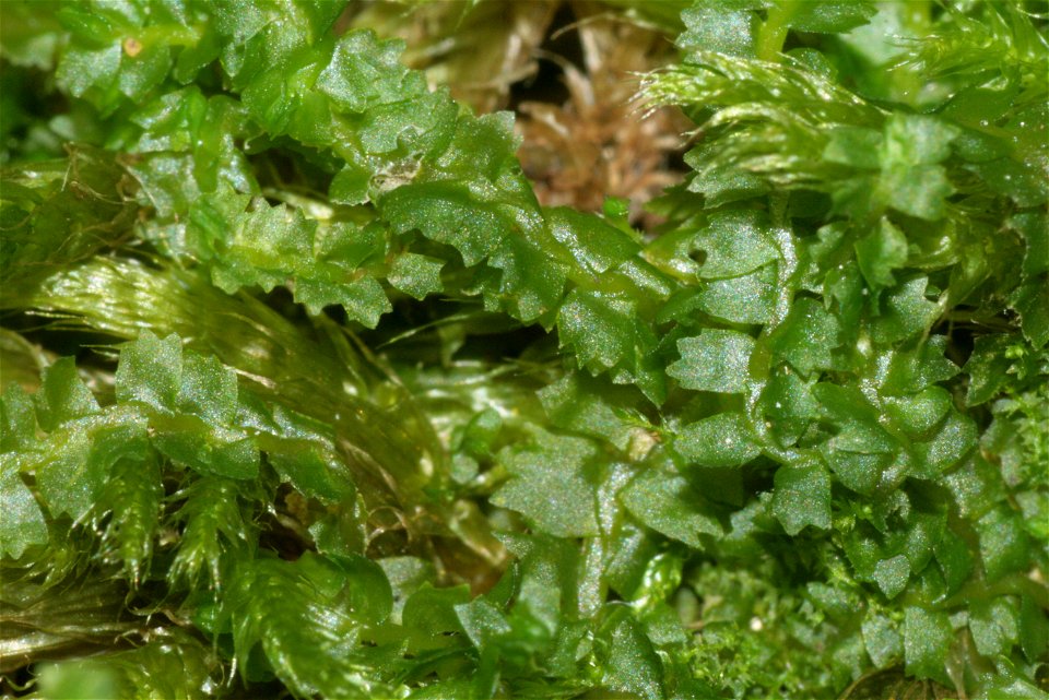 Barbilophozia barbata
